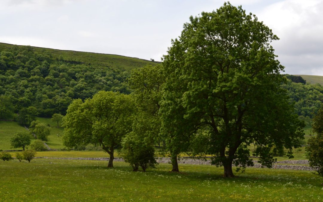 Landscape Ecological Management Plan (LEMP)