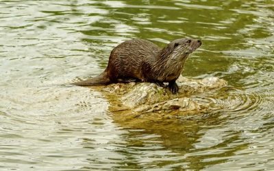 Otter Surveys for Development