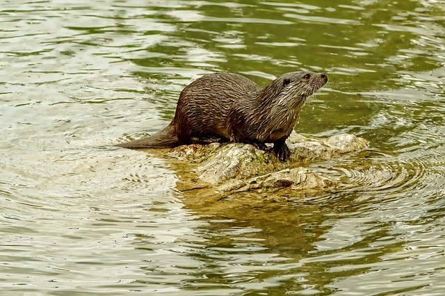 otter surveys