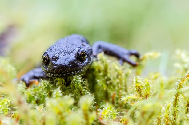 protected species surveys