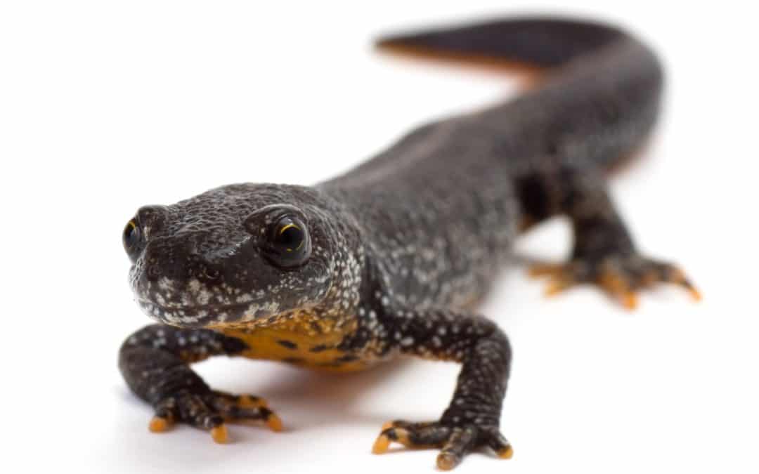 Great Crested Newt Mitigation and Compensation