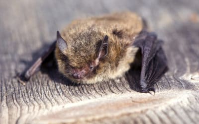 Undertaking a Bat Hibernation Survey