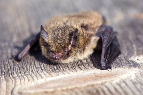 bat hibernation surveys