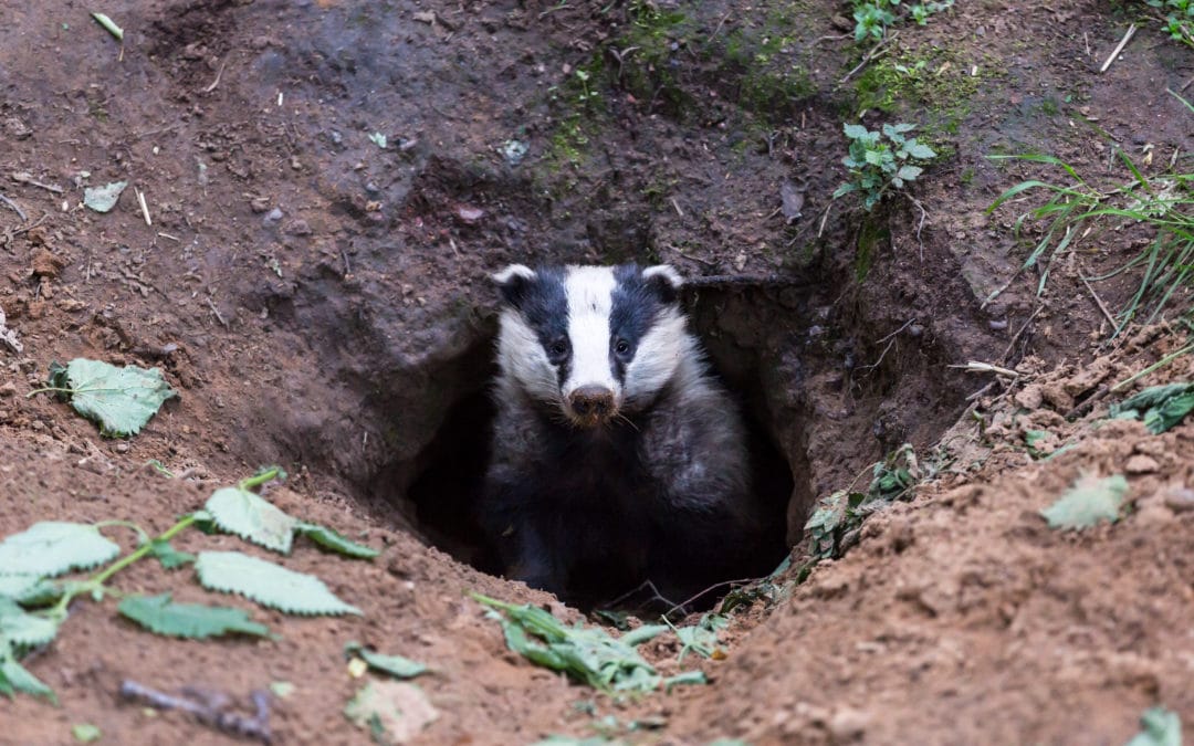 Badger Surveys for Development: Collington Winter