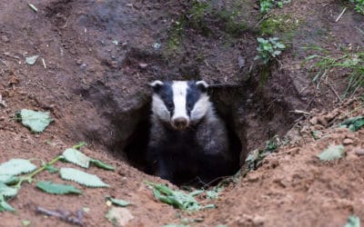 Badger Surveys for Development: Collington Winter