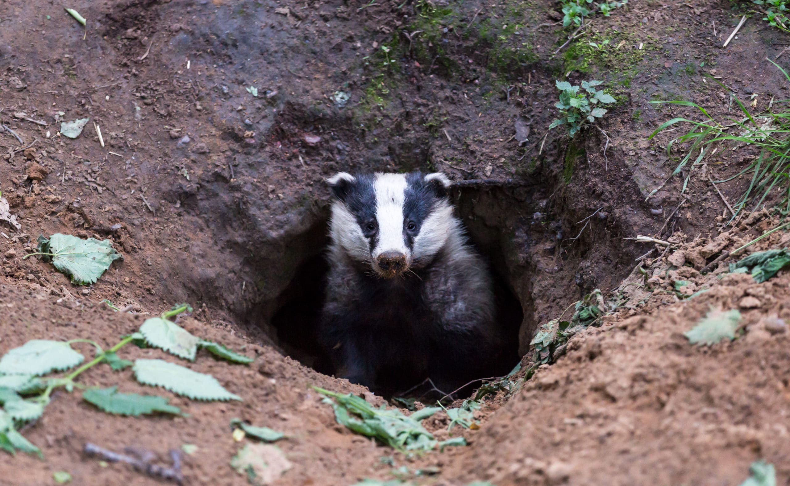 Badger Surveys for Development - Collington Winter Environmental