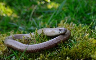 Reptile Surveys for Development and Planning