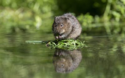 Water Vole Surveys for Development