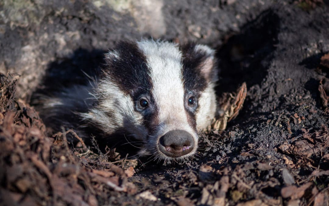 Badger Sett Closure