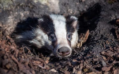 Badger Sett Closure