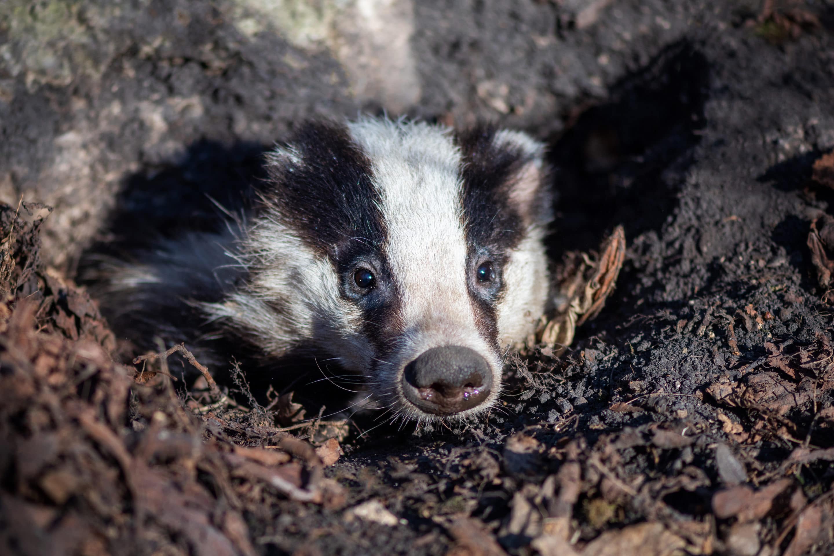 badger sett closure