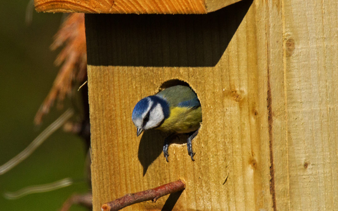 Bird Surveys for Development
