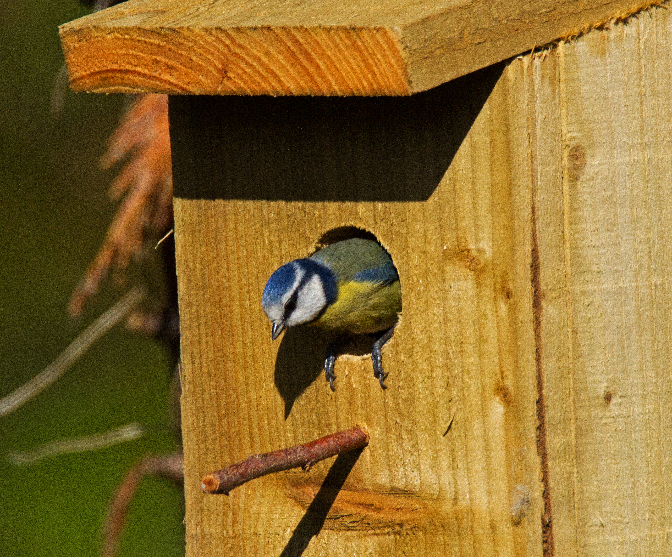 bird surveys