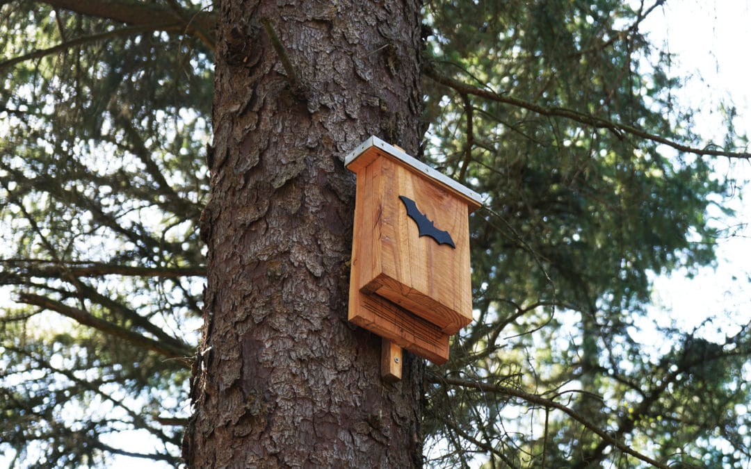 Bat Mitigation, Avoidance and Compensation