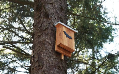 Bat Mitigation, Avoidance and Compensation