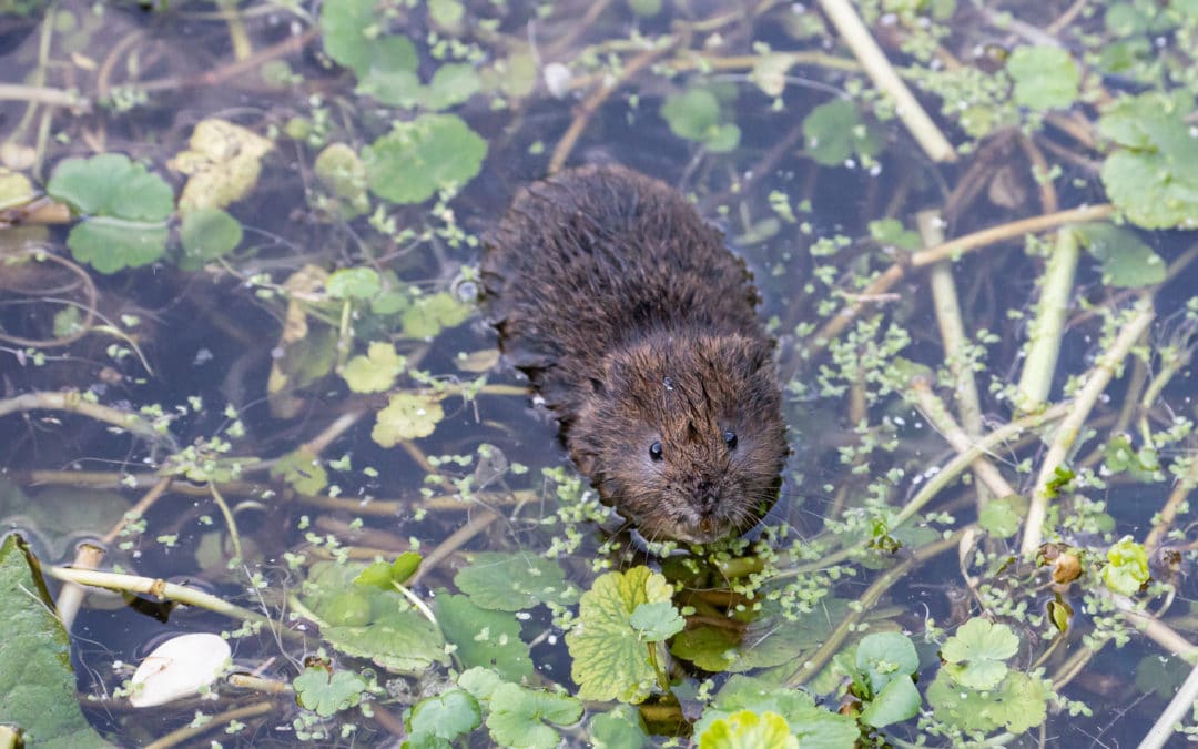 Water Vole Mitigation and Compensation