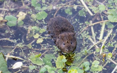 Water Vole Mitigation and Compensation