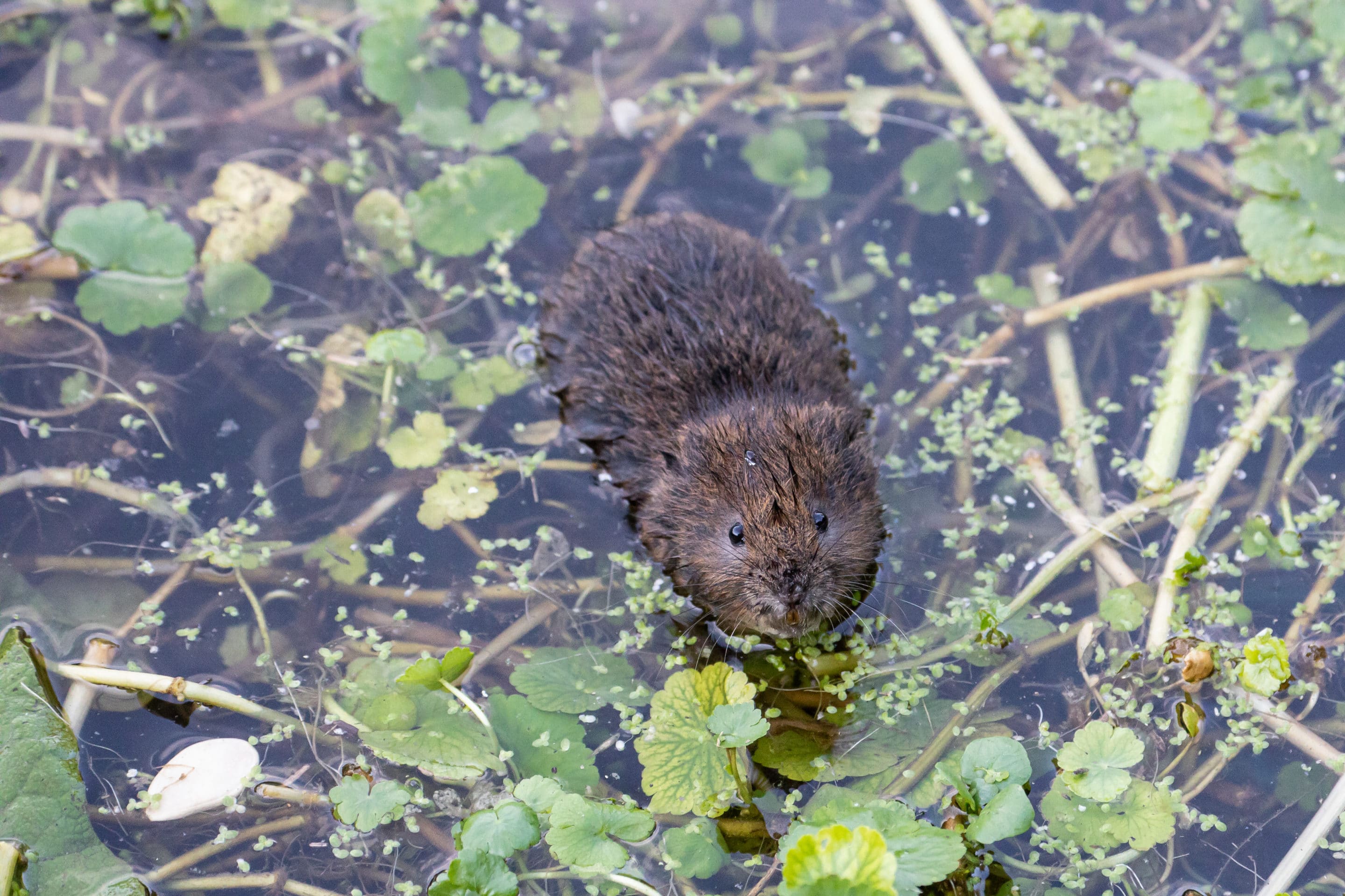 water vole mitigation