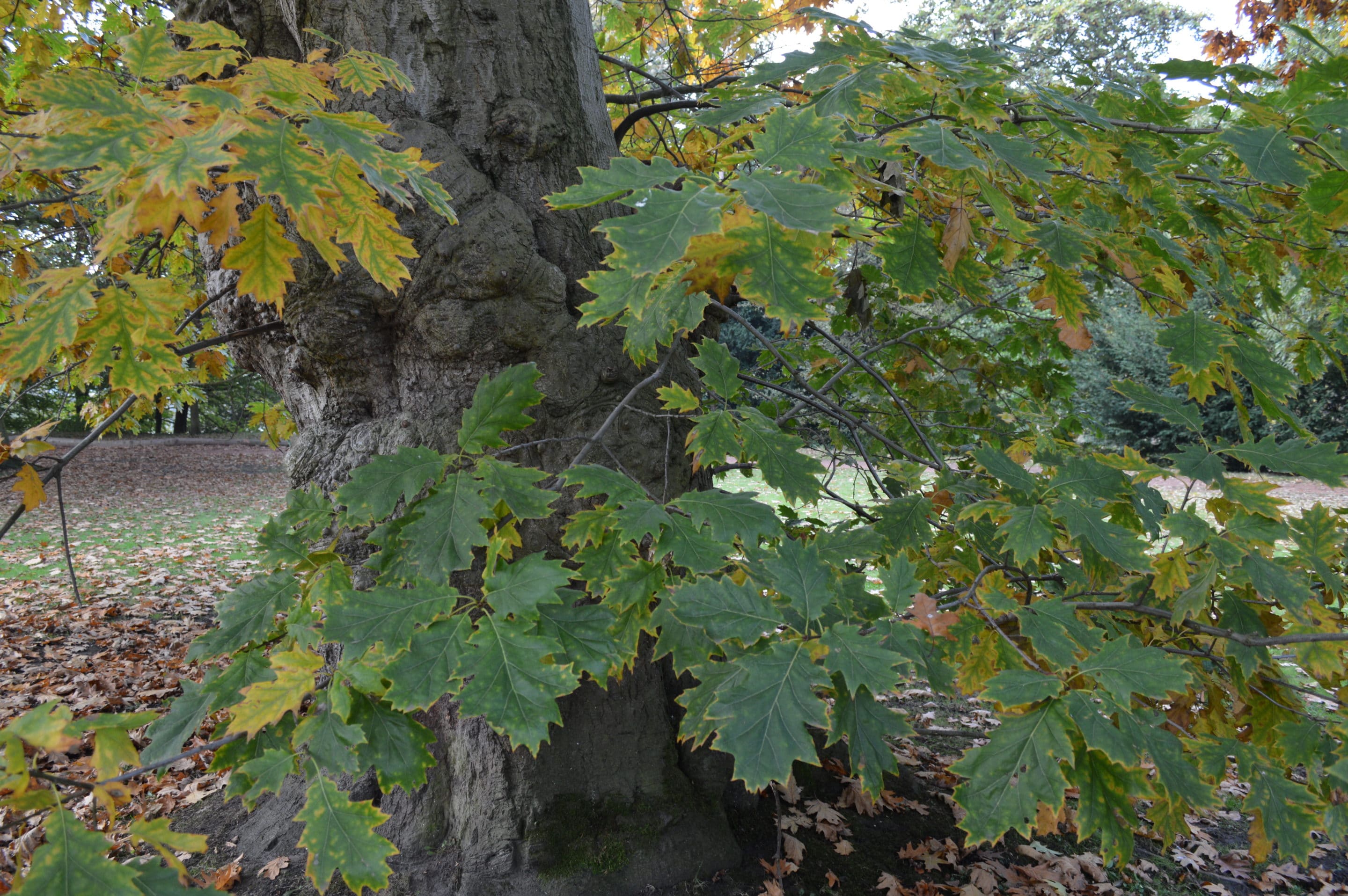 cambridge ecology