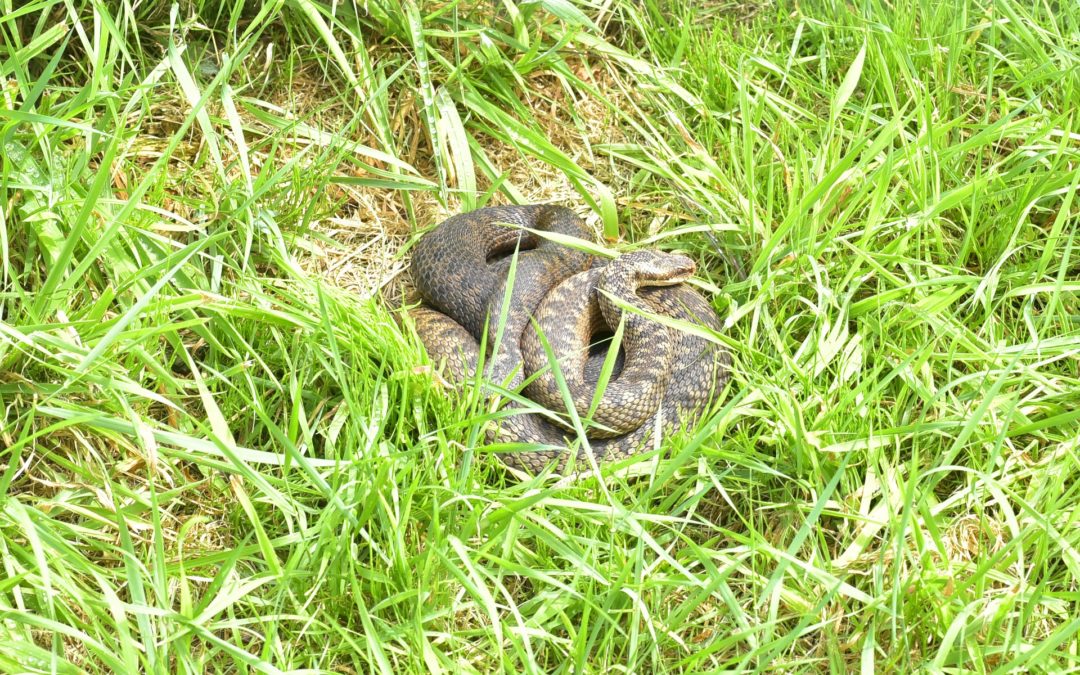 Reptile Mitigation and Compensation Guidance