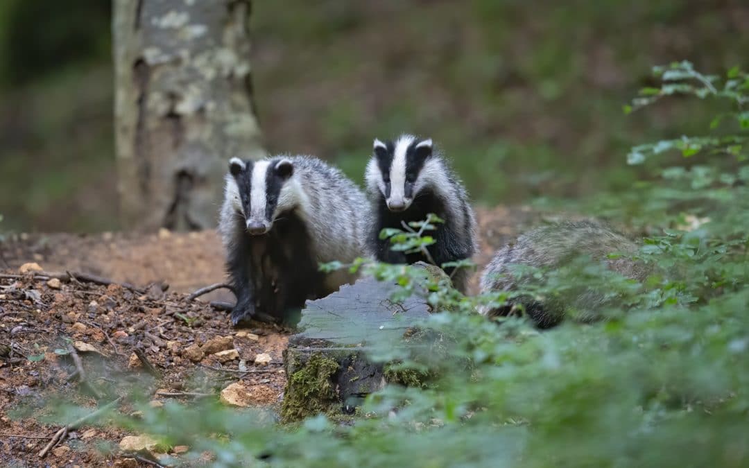 Badger Survey Methodology and Techniques