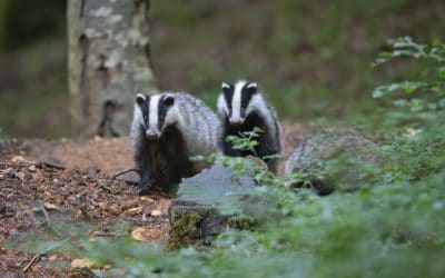 Badger Survey Methodology and Techniques