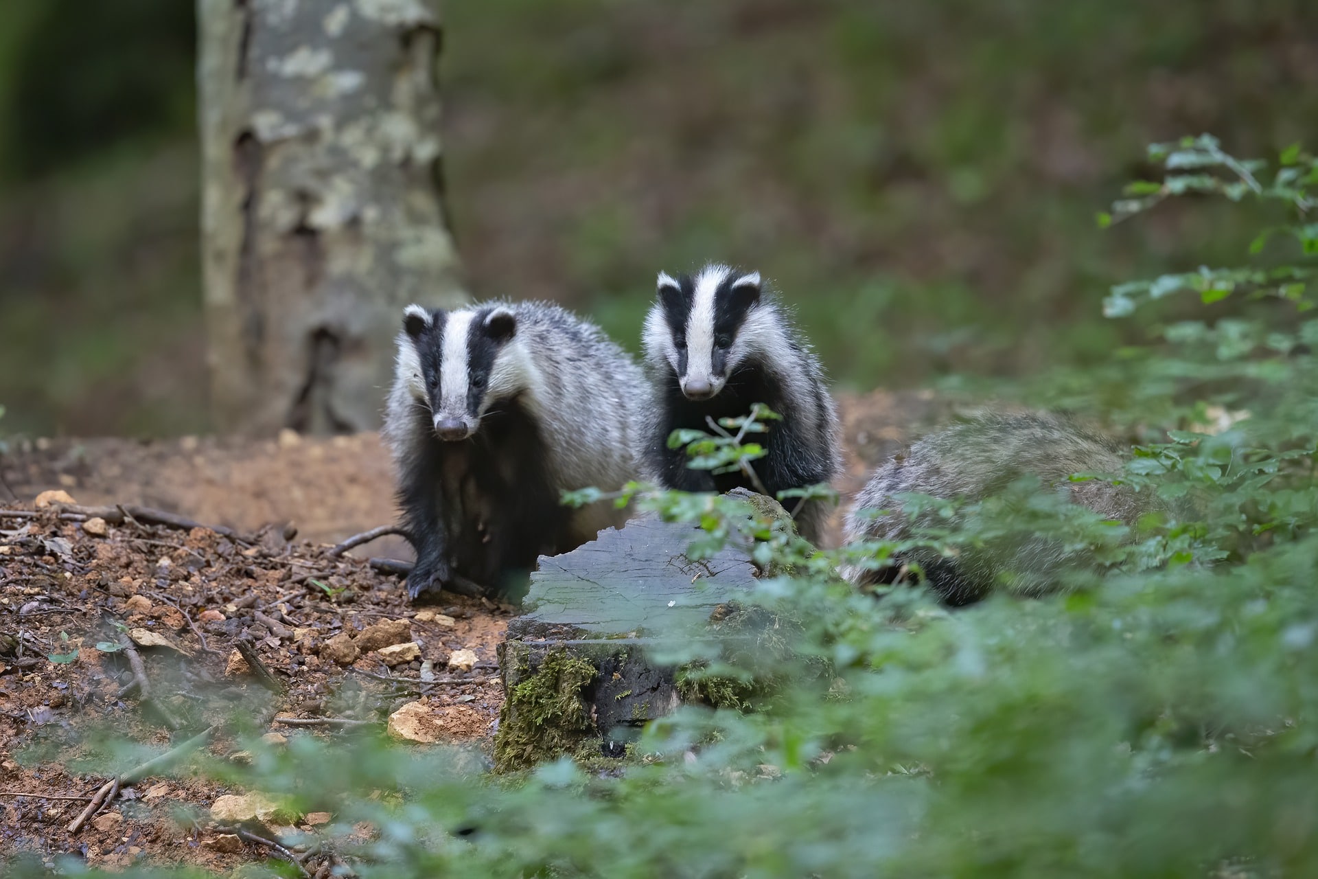 badger survey methodology