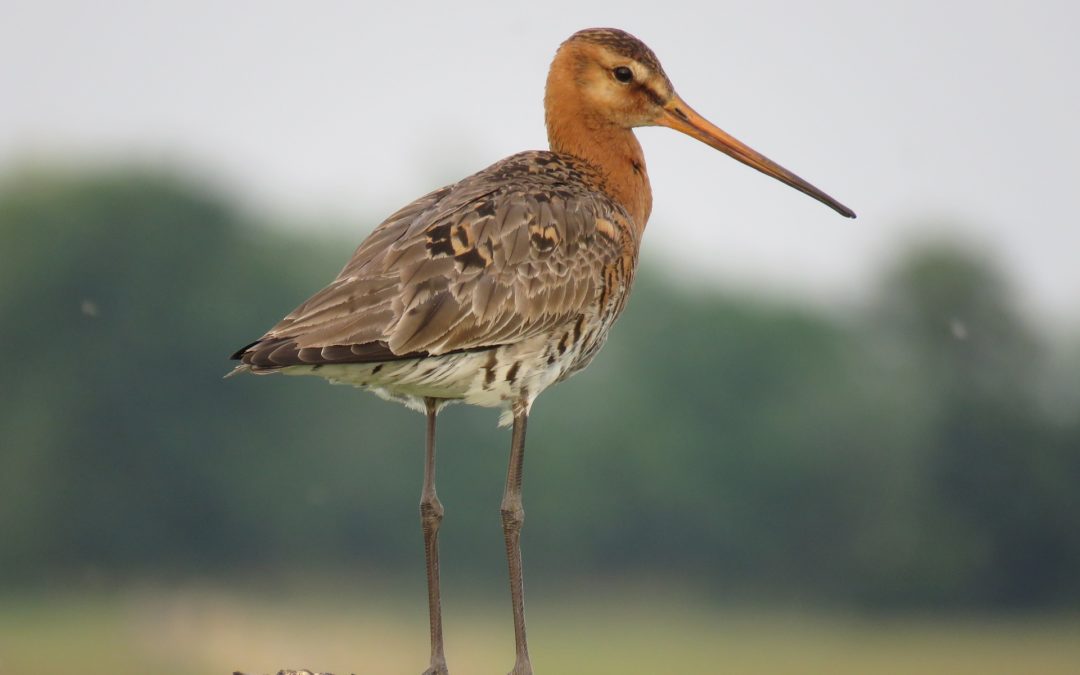 Undertaking a Wintering Bird Survey