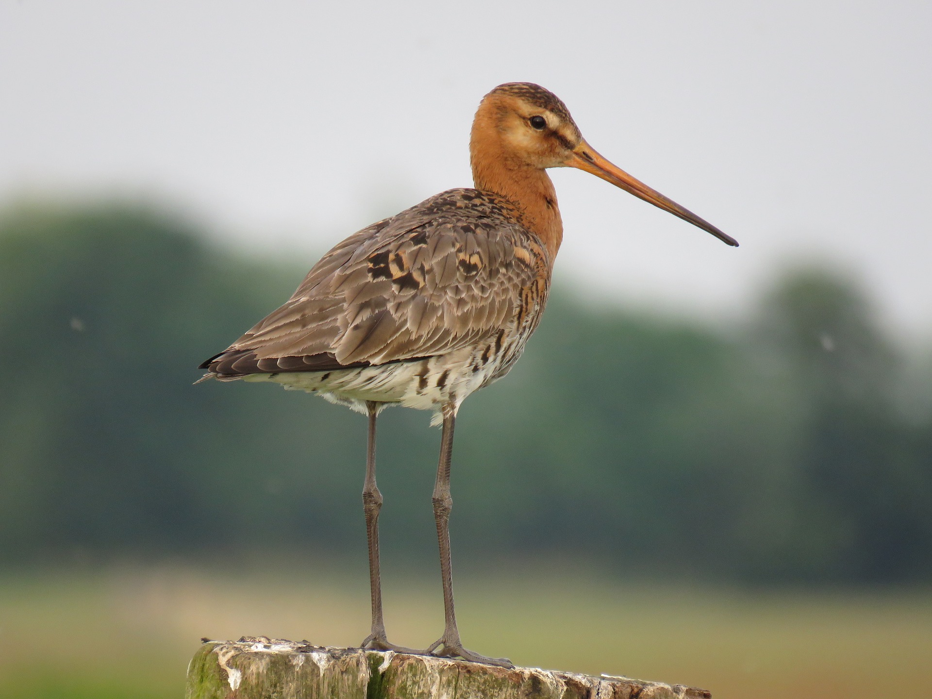 wintering bird survey