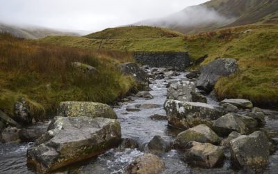 Ecological Survey: What is a Survey?