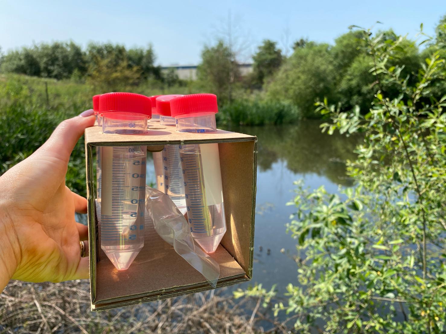 great crested newt survey