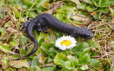 Great Crested Newt District Licensing Scheme