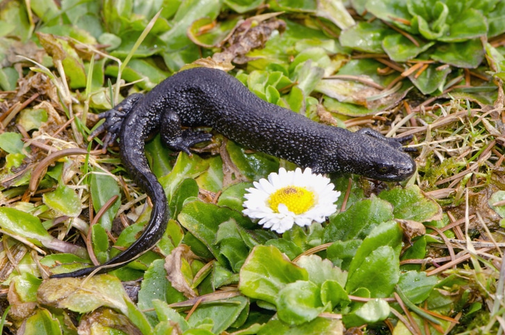 great crested newt district licensing scheme