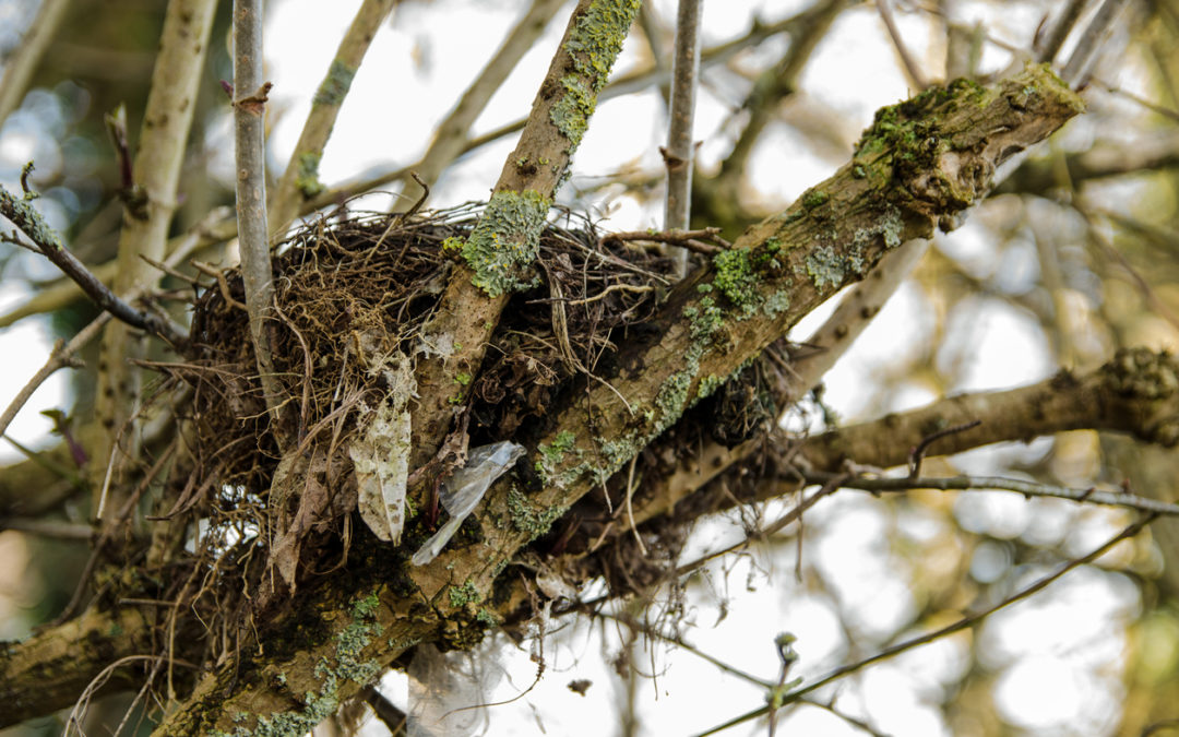 Undertaking a Nesting Bird Survey for Development