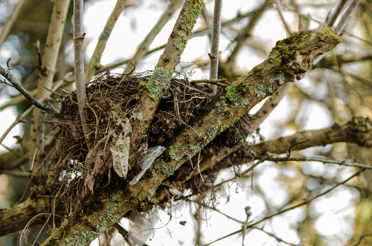 nesting bird survey