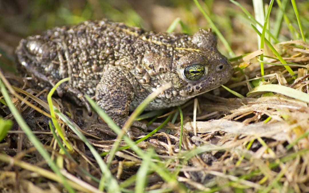Undertaking an Amphibian Survey for Development