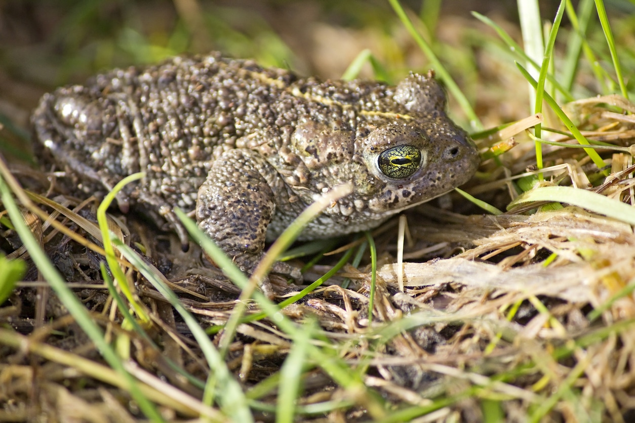 amphibian survey