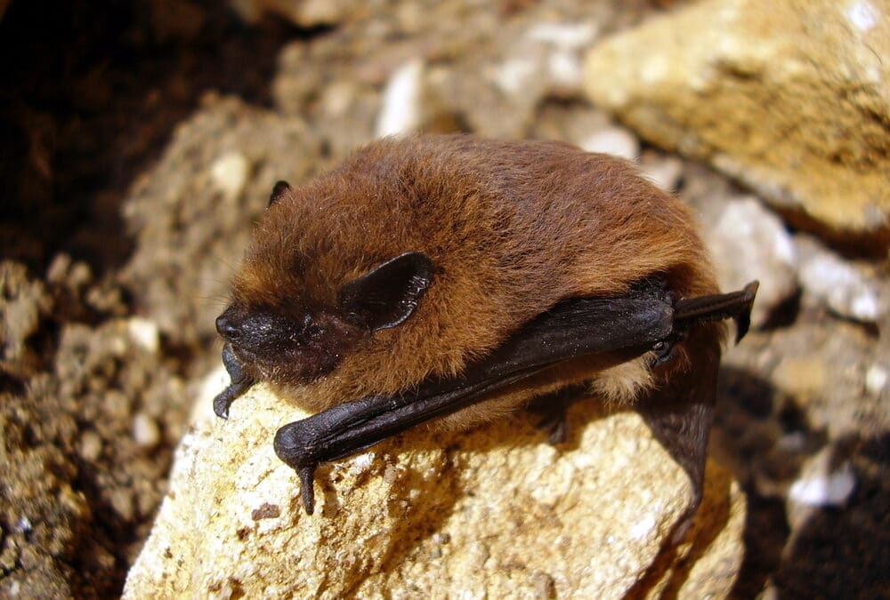 Bat Building Surveys: Protected Species Surveys