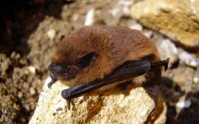 Bat Building Surveys: Protected Species Surveys