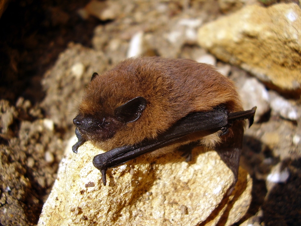 Bat building surveys