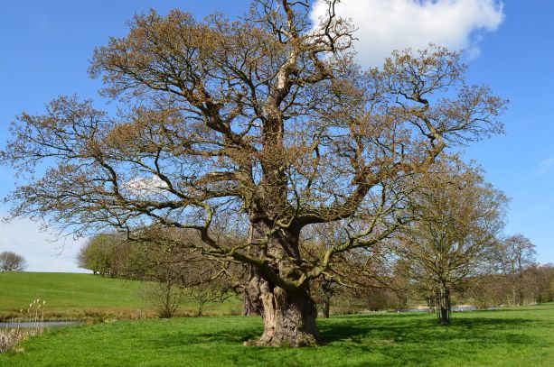 ecology survey oxfordshire