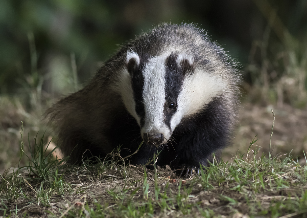 badger survey liverpool