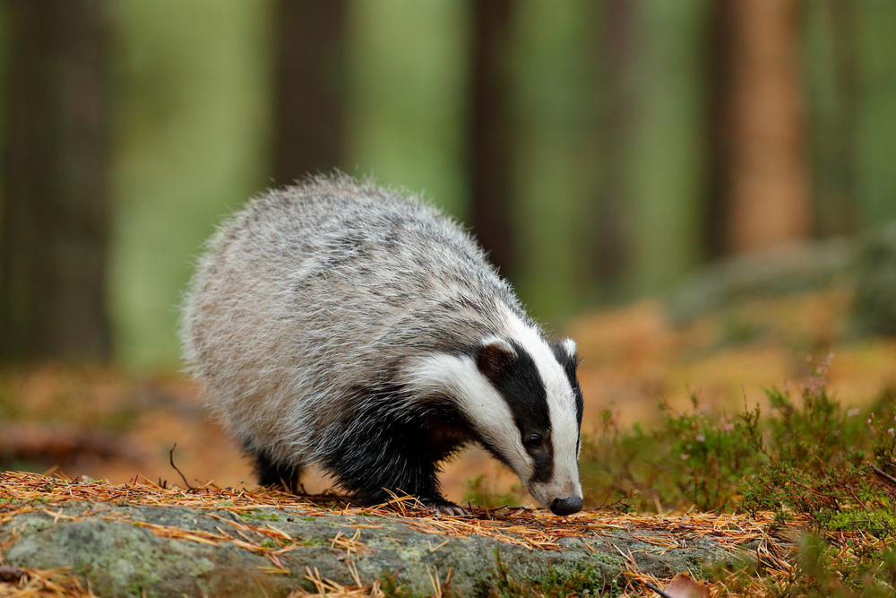 badger survey manchester