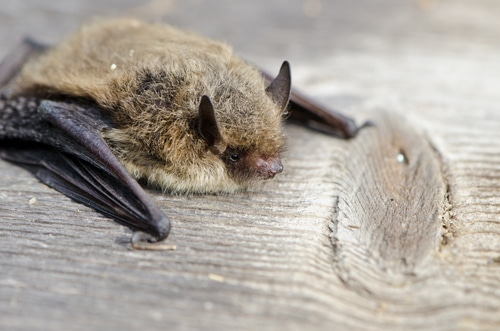 bat survey leicestershire