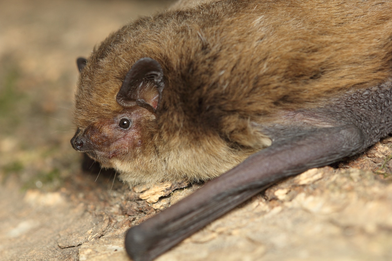 Sussex professor calls for sticky fly traps to be regulated, in effort to  protect rare bats : Broadcast: News items : University of Sussex