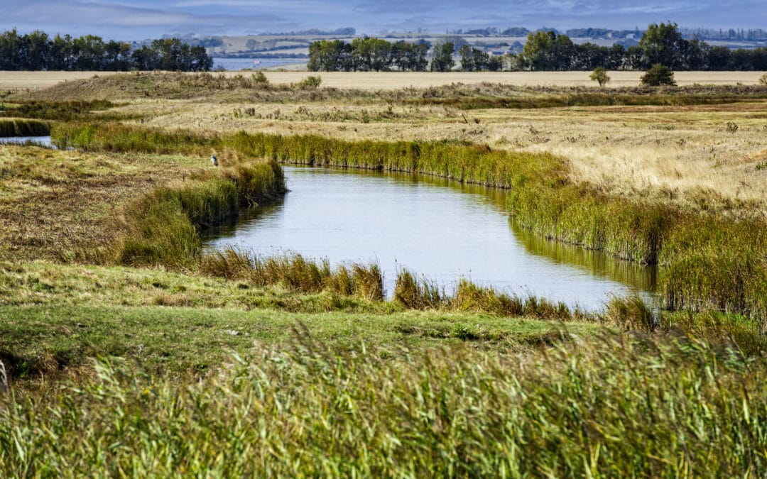 Ecological Walkover Survey for Development