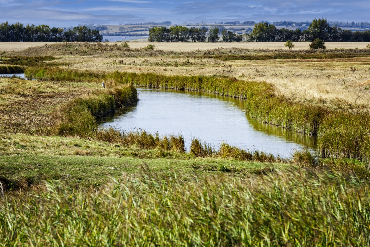 ecological walkover survey