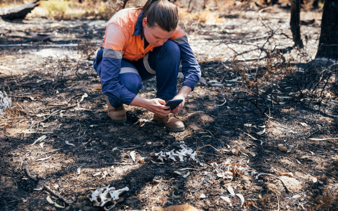 Biodiversity Net Gain Assessment for Developments