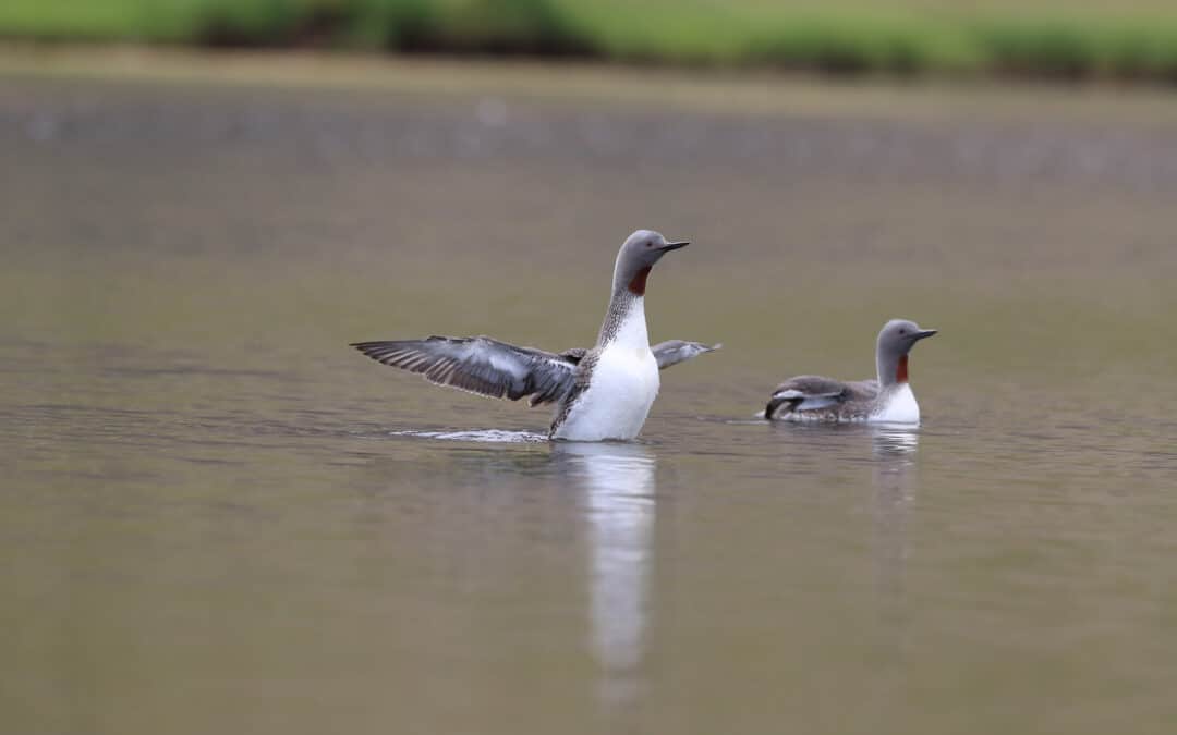 Wintering Bird Survey Report For Developments
