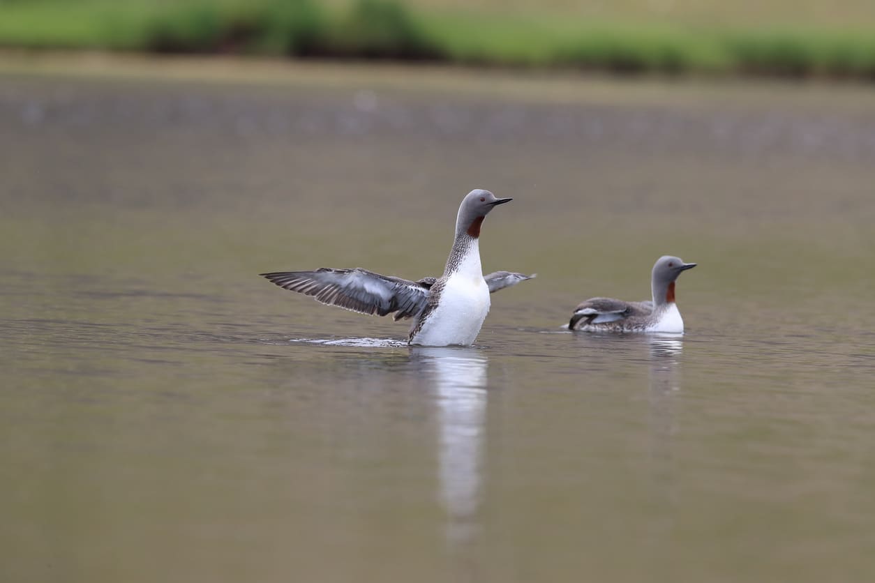 wintering bird survey report